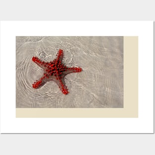 The Starfish Posters and Art